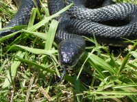 F-BlackRat1.JPG