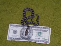Jv-BlackRat1.JPG