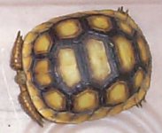 Tort.jpg