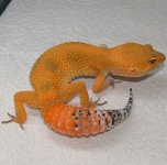 holdbackf2L.JPG