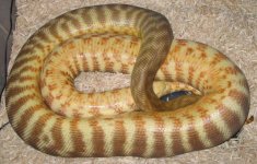 20071202female.jpg