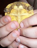 Tort bottom.jpg