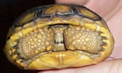 Tort head.jpg