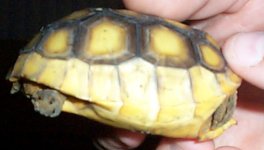 Tort side.jpg