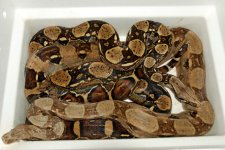 Boas 5589 web.jpg