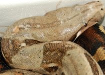 Boas 5562 close web.jpg