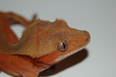 1 A red gecko 013 (640 x 426).jpg