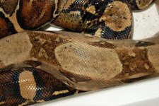 Boas 5579 web.jpg