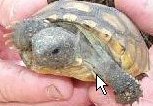 Baby gopher.JPG