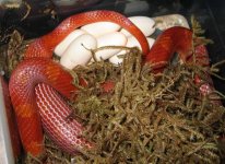 20070518bloodredeggs.JPG
