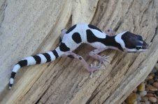 geckos 2006 snow jungle.jpg