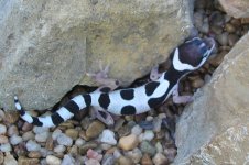geckos 2006 021.jpg