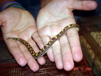 KenyanSandBoa2.jpg