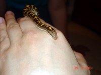 KenyanSandBoa3.jpg