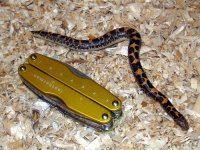 KenyanSandBoa4.jpg