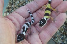 geckos 2006 siblings in hand.jpg