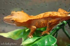1 a crestie 399 (640 x 426)_edited-2.jpg