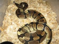 ball python.jpg