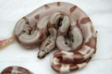 hypo1.jpg