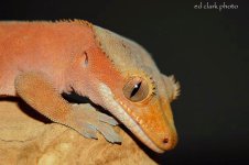 1 A CLARK GECKO 242 (640 x 426)_edited-2.jpg