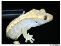 a nice crestie.jpg