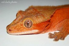 1 A red gecko 036 (640 x 426)_edited-1.jpg