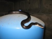 blackie 3.JPG