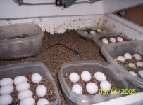 eggs.jpg