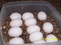 tyrs eggs 1.jpg