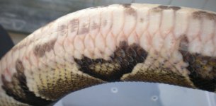 scales1.JPG