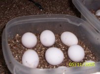 tyrs eggs 2.jpg