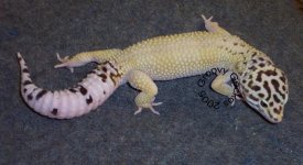 MackSnowball2 (Small).jpg
