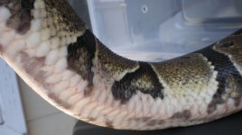 scales2.JPG