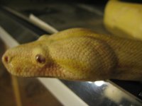 albinosire2.jpg