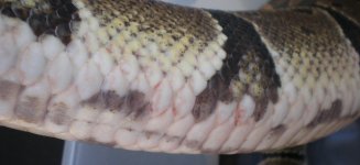scales3.JPG