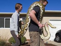 Python-1.jpg