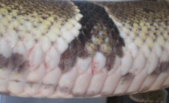 scales4.JPG