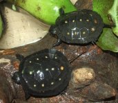 spottedhatchlings_110605.jpg