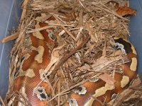 danger in the mulch.jpg