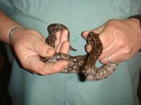 3-17 boa tail 001.JPG