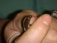 3-17 boa tail 002.JPG