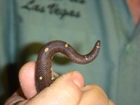 3-17 boa tail 003.JPG