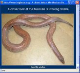 mexican burrowning snake.JPG