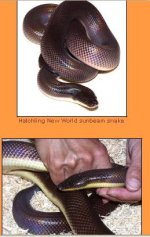 new world python.JPG