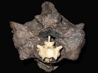 snake_giant-vertebra.jpg