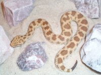 C. vipera.jpg