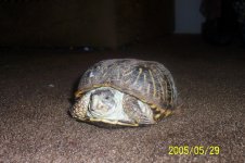 box turtle.jpg