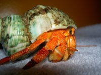 crabs 004.jpg