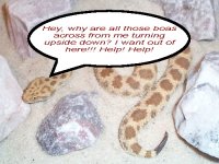 C__vipera.jpg