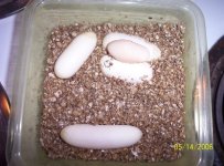 albinox speckeled small pic.jpg